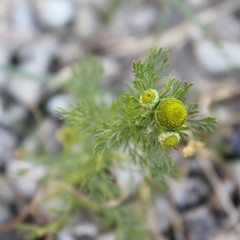 Fototapeta premium Wild chamomile