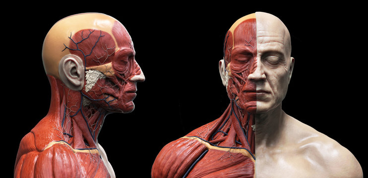 Human body anatomy muscles structure of a male, front view and side view , 3d render