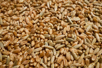 Close up of processed wheat and rye grains for agricultural backgrounds