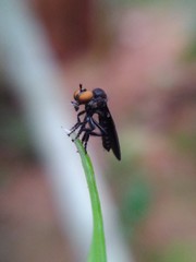 fly on leaf 