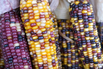 interior Natural material seed Dried flower