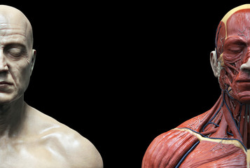 Human body anatomy muscles structure of a male, front view , 3d render - obrazy, fototapety, plakaty