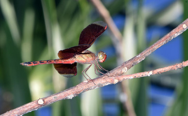 Amazing macro nature - dragonflys in tropical island Bali.