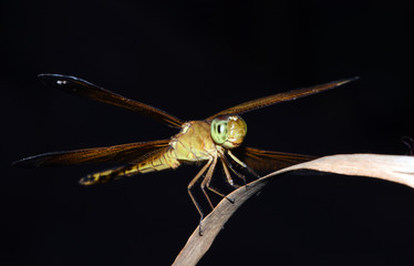 Amazing macro nature - dragonflys in tropical island Bali.