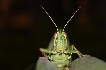 Amazing macro nature - Giant green grasshopper in the garden. Bali island. Indonesia.