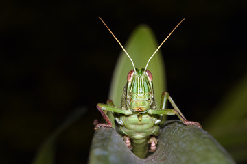 Amazing macro nature - Giant green grasshopper in the garden. Bali island. Indonesia.