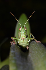 Amazing macro nature - Giant green grasshopper in the garden. Bali island. Indonesia.