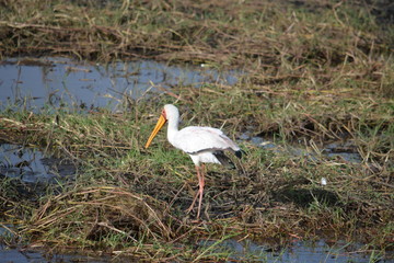 BOTSUANA (safari fotografico) rio Zambeze