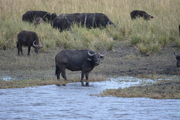 Fototapeta na wymiar BOTSUANA (safari fotografico) rio Zambeze
