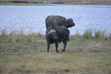 BOTSUANA (safari fotografico) rio Zambeze