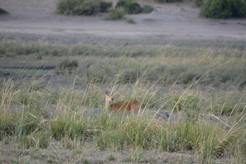 BOTSUANA (safari fotografico) rio Zambeze