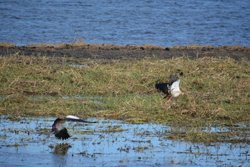 BOTSUANA (safari fotografico) rio Zambeze