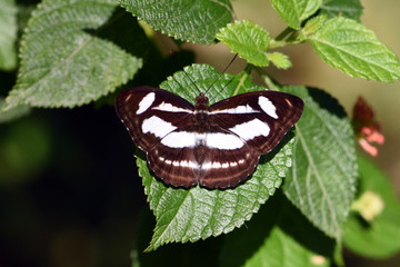 Amazing macro nature - Butterfly Park. Macro photography. Bali, Indonesia.