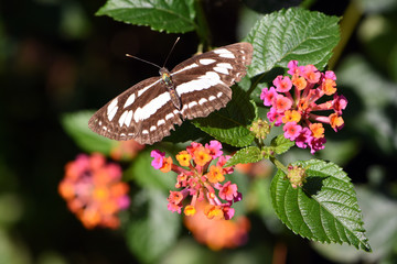 Amazing macro nature - Butterfly Park. Macro photography. Bali, Indonesia.