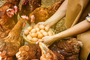 Men raising chickens, eggs, holding baskets showing productivity