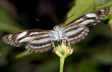 Amazing macro nature - Butterfly Park. Macro photography. Bali, Indonesia.
