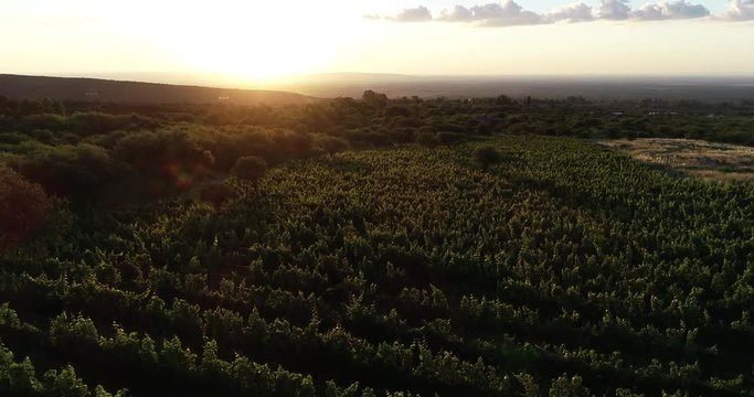 Flying above vineyard between woods at sunset, golden leaves, volume light and sun at background. Incredible shot. Mountains at backround. Wine production cultivation