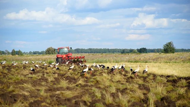 The tractor plows the land surrounded by white storks looking for food on the plowed land. Farmer in tractor preparing land in farmlands. Agriculture industry, cultivation of land