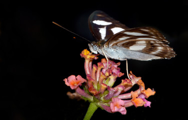 Amazing macro nature - Butterfly Park. Macro photography. Bali, Indonesia.