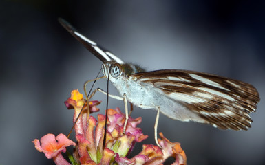 Amazing macro nature - Butterfly Park. Macro photography. Bali, Indonesia.