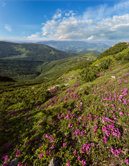 Pink rose rhododendron flowers on summer mountain slope