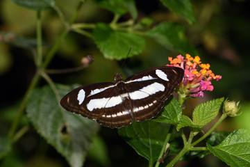 Amazing macro nature - Butterfly Park. Macro photography. Bali, Indonesia.