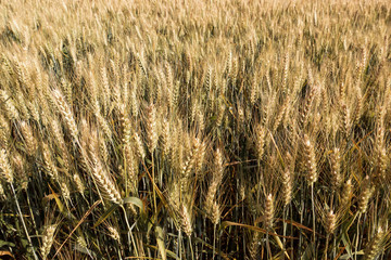 Wheat fields. Ripe wheat. Close-up. It's time for harvesting.