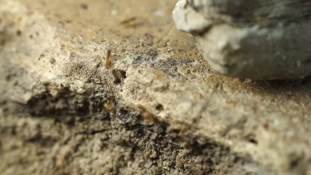 A colony of red ants filmed in shallow depth of field goes about their busy day.
