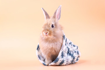 The cute little rabbit is hiding in a white-gray knitted hat, orange backdrop.