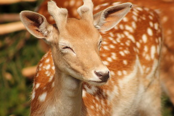 Kopf von einem Damhirsch mit geschlossenen Augen