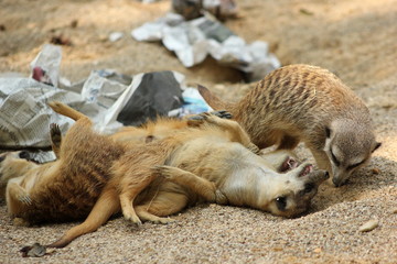 Balgerei: Erdmännchen in einem Zoo