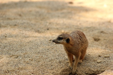 Ein Erdmännchen sucht Beute
