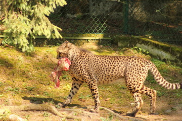 Fototapeta na wymiar Fütterung: Gepard in einem Zoo mit einem Stück Fleisch