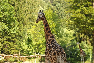 Obraz premium Giraffe (Giraffa camelopardalis)