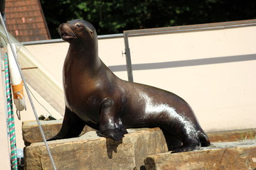 Ein kalifornischer Seel&ouml;we in einem Zoo