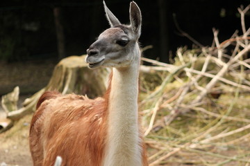 Lamas: Guanako in einem Zoo