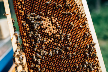 Beehive frame with bees