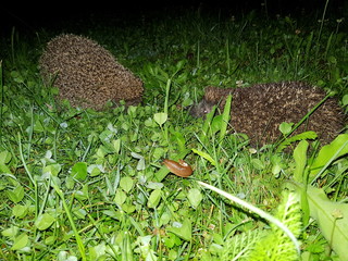 Zwei Igel in einem Garten
