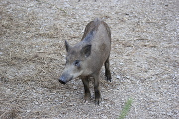 Fototapeta premium Junges Wildschwein (Frischling)