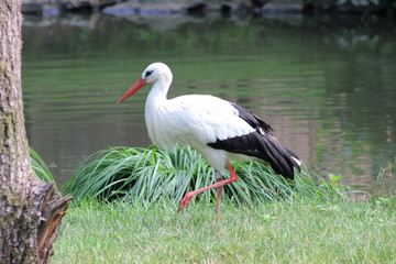Storch: Weißstorch am Ufer eines Sees