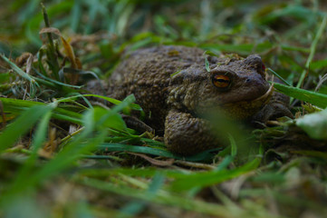 Earthen toad in the grass.