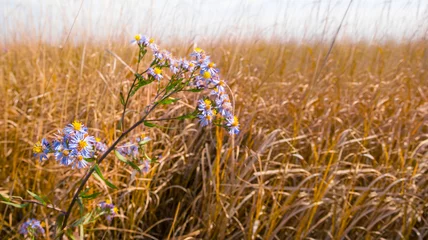 Fotobehang closeup dry wilg flower in a summer prairie © Yuriy Kulik