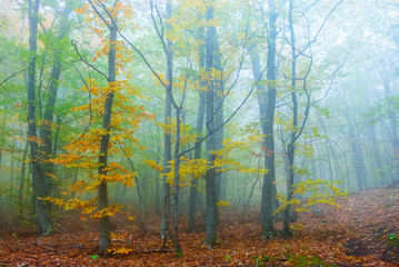 beautiful quiet red autumn forest in a blue mist, season scene