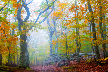 beautiful wet autumn forest in a blue mist, pastoral natural background