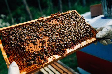 Closeup of a beehive frame with bees