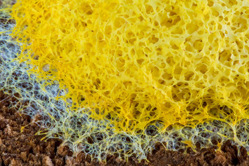An extreme closeup of a slime mold (fuligo septica). Concept slime molds (Mycetozoa).