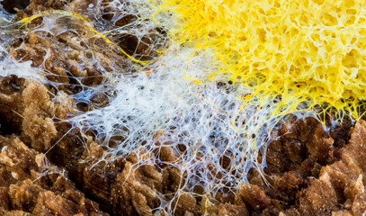An extreme closeup of a slime mold (fuligo septica). Concept slime molds (Mycetozoa).