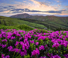 Pink rose rhododendron flowers on early morning summer misty mountain top. Carpathian, Ukraine.