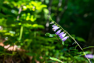 Fototapeta premium Common fly sitting on bluebell flower (Campanula rapunculoides) in the deciduous woods, shallow depth of field.