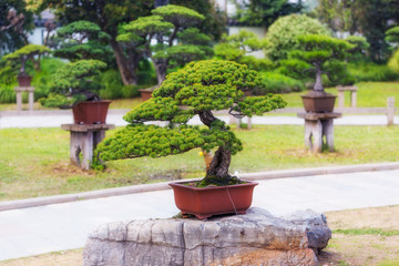 Fototapeta na wymiar Bonsai trees in a pots in Chinese style park